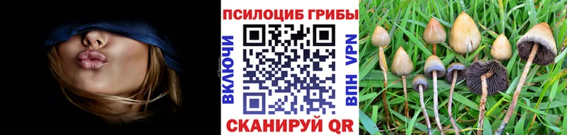 купить наркотик  Пыталово  Галлюциногенные грибы Psilocybine cubensis 